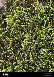 Attēlu rezultāti vaicājumam “Brachythecium rivulare sporophyte”