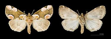 Attēlu rezultāti vaicājumam “Thyatira batis larva”