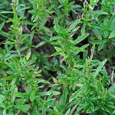 Image result for Satureja hortensis