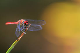 Attēlu rezultāti vaicājumam “Sympetrum vulgatum”