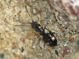 Attēlu rezultāti vaicājumam “Bembidion quadrimaculatum”