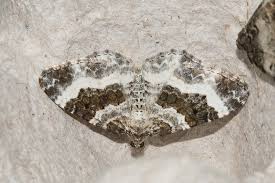 Attēlu rezultāti vaicājumam “Epirrhoe tristata imago”