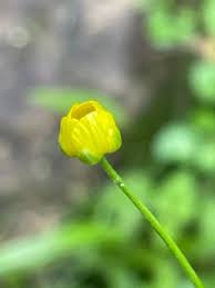 Attēlu rezultāti vaicājumam “Ranunculus flammula”