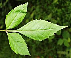 Attēlu rezultāti vaicājumam “Bidens frondosa leaf”