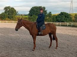 Image result for Dalkeith Park Equestrian Club