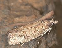 Attēlu rezultāti vaicājumam “Epiblema grandaevana”