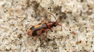 Attēlu rezultāti vaicājumam “Notoxus monoceros”