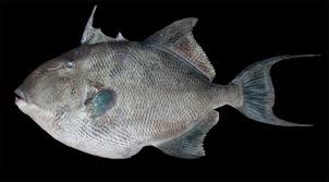 Image result for Balistes vetula