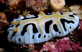 Attēlu rezultāti vaicājumam “Retinia resinella exuvia”