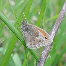 Attēlu rezultāti vaicājumam “Coenonympha pamphilus upperside”