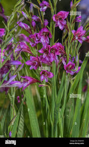 Attēlu rezultāti vaicājumam “Gladiolus imbricatus flower”