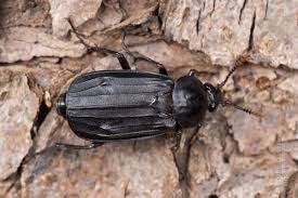 Attēlu rezultāti vaicājumam “Necrodes littoralis”