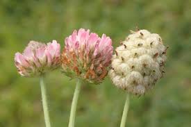 Attēlu rezultāti vaicājumam “Trifolium fragiferum flower”