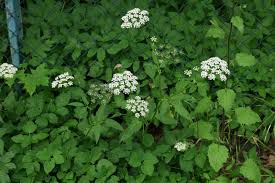 Attēlu rezultāti vaicājumam “Aegopodium podagraria flower”