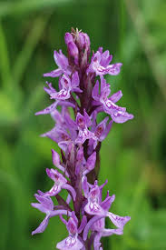 Attēlu rezultāti vaicājumam “Dactylorhiza ochroleuca leaf”