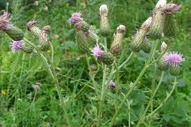 Attēlu rezultāti vaicājumam “Cirsium x rigens”