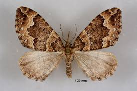 Attēlu rezultāti vaicājumam “Lampropteryx suffumata”