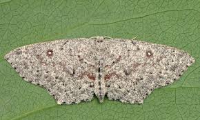 Attēlu rezultāti vaicājumam “Cyclophora pendularia”