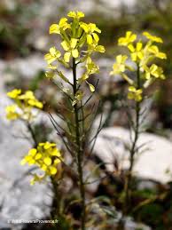 Attēlu rezultāti vaicājumam “Erysimum cheiranthoides flower”