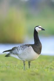 Attēlu rezultāti vaicājumam “Branta leucopsis”