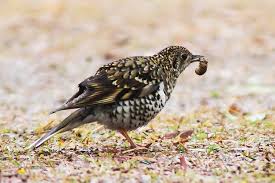 Image result for Zoothera dauma