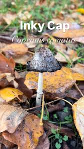 Attēlu rezultāti vaicājumam “Coprinus comatus”