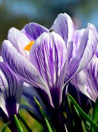 Attēlu rezultāti vaicājumam “Crocus”