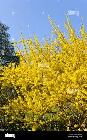 Attēlu rezultāti vaicājumam “Forsythia suspensa”