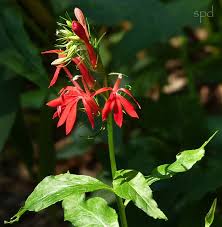Attēlu rezultāti vaicājumam “Lobeliaceae”