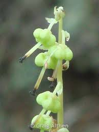 Attēlu rezultāti vaicājumam “Orthilia secunda fruit”