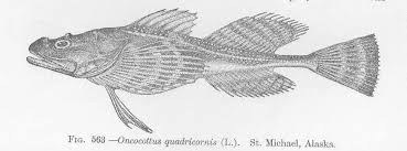 Image result for Myoxocephalus quadricornis