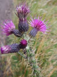 Attēlu rezultāti vaicājumam “Cirsium palustre flower”