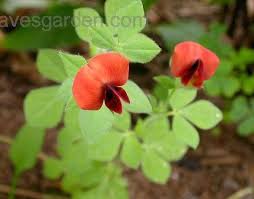 Image result for Lotus tetragonolobus