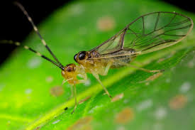 Attēlu rezultāti vaicājumam “Psocoptera”