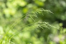 Attēlu rezultāti vaicājumam “Poa nemoralis leaf”