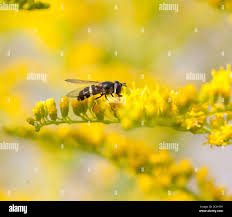 Attēlu rezultāti vaicājumam “Dasysyrphus tricinctus”