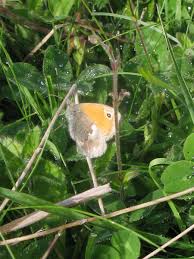 Attēlu rezultāti vaicājumam “Coenonympha pamphilus”