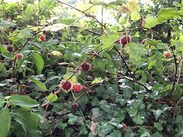 Attēlu rezultāti vaicājumam “Ribes uva-crispa”