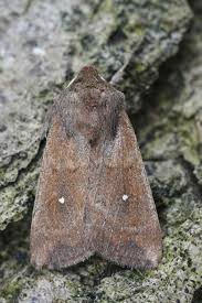 Attēlu rezultāti vaicājumam “Mythimna sp.”