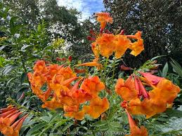 Attēlu rezultāti vaicājumam “Festuca altissima flower”