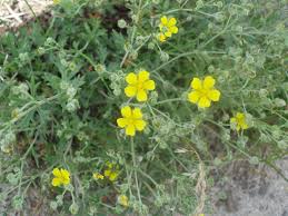 Image result for Potentilla argentea
