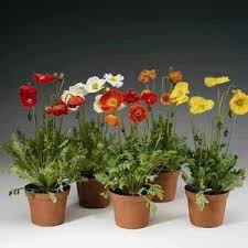 Image result for Papaver nudicaule