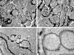 Attēlu rezultāti vaicājumam “Serpoleskea subtilis sporophyte”
