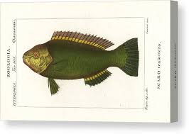 Image result for Scarus taeniopterus