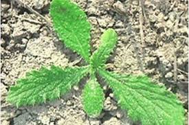 Attēlu rezultāti vaicājumam “Cirsium arvense leaf”