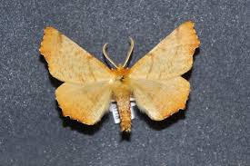 Attēlu rezultāti vaicājumam “Ennomos autumnaria”