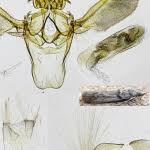 Attēlu rezultāti vaicājumam “Zophodia grossulariella”