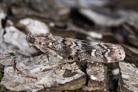 Attēlu rezultāti vaicājumam “Dioryctria abietella”