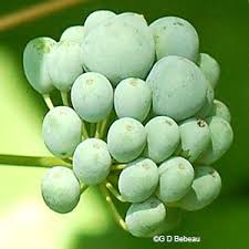 Attēlu rezultāti vaicājumam “Carex loliacea fruit”