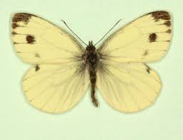 Attēlu rezultāti vaicājumam “Pieris napi male”